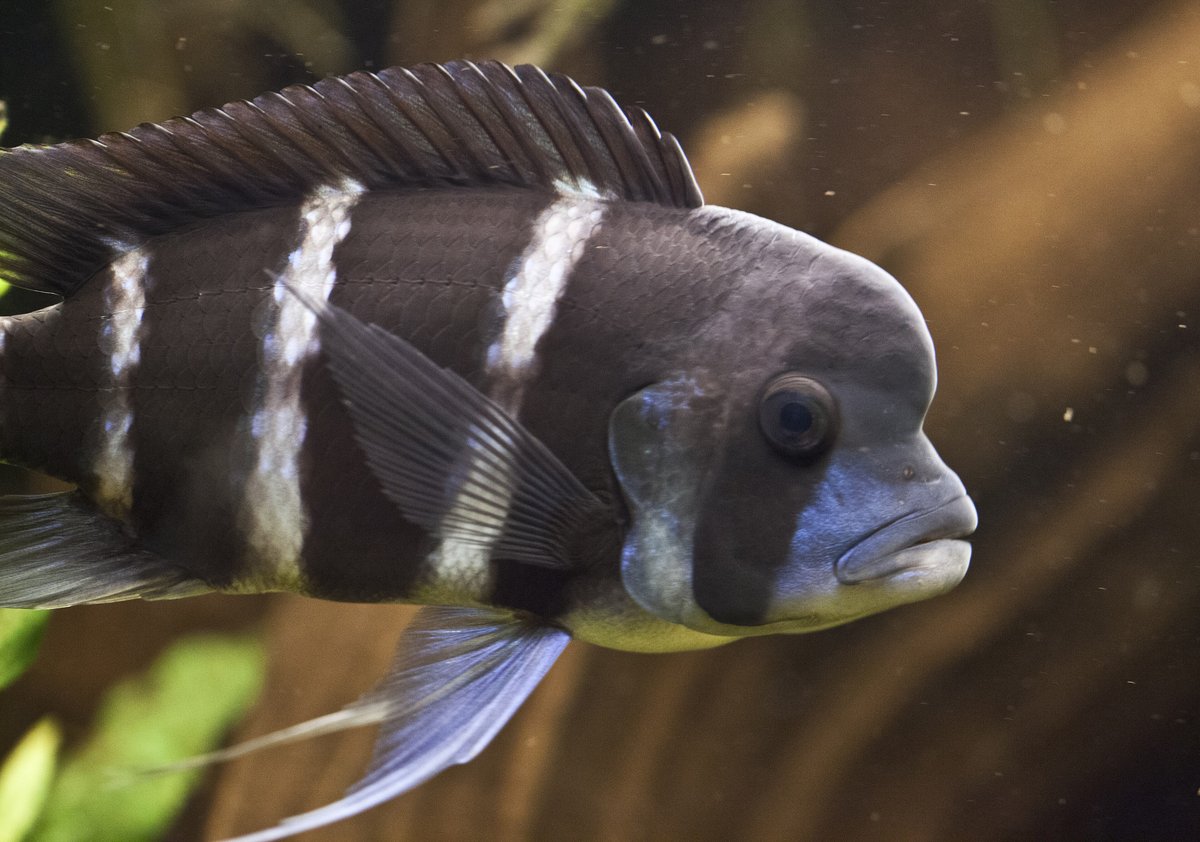 Cichlidé africain — poisson d'eau douce