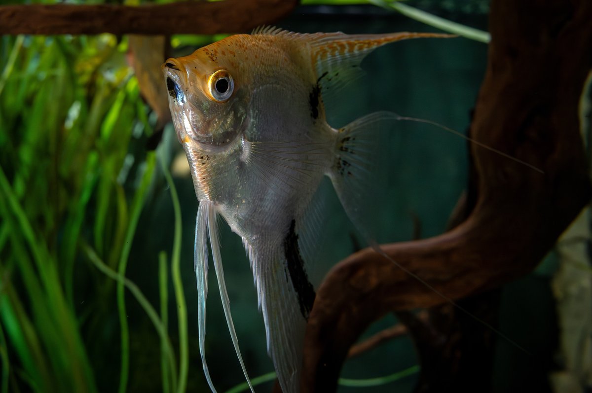 Scalaire — poisson d'eau douce