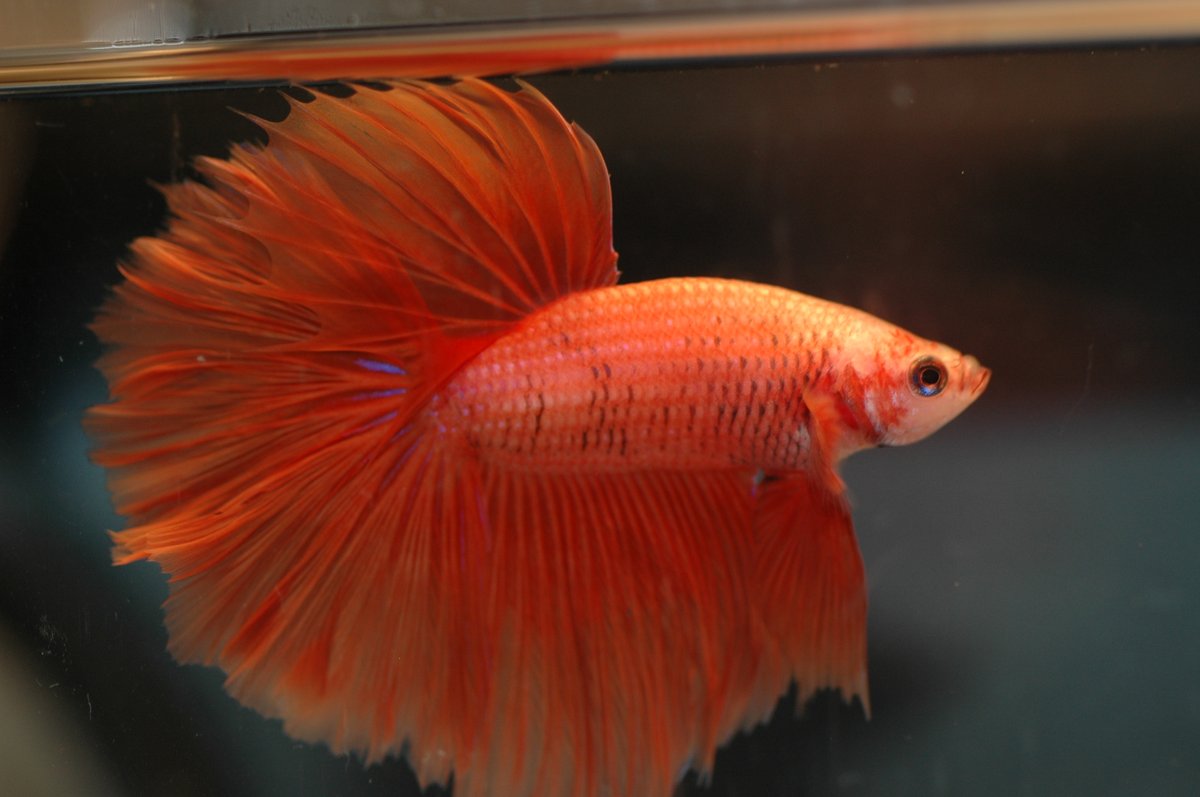 Betta / Combattant — poisson d'eau douce