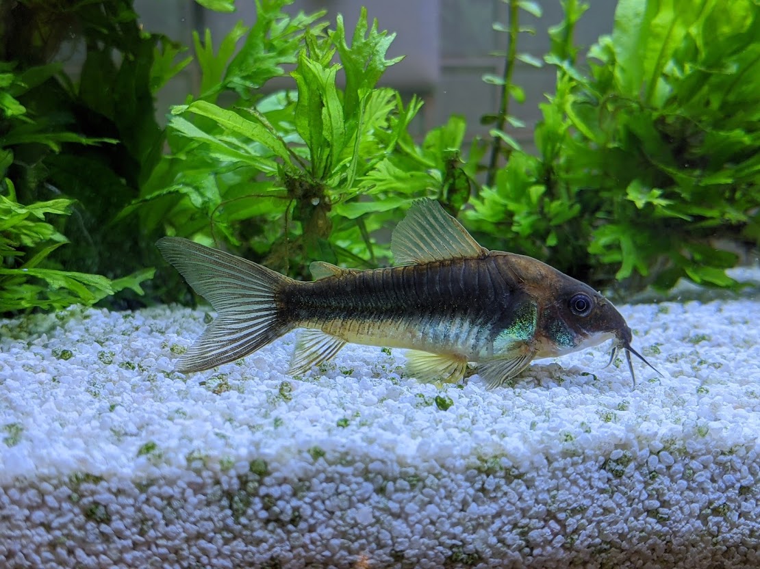 Corydoras — poisson d'eau douce