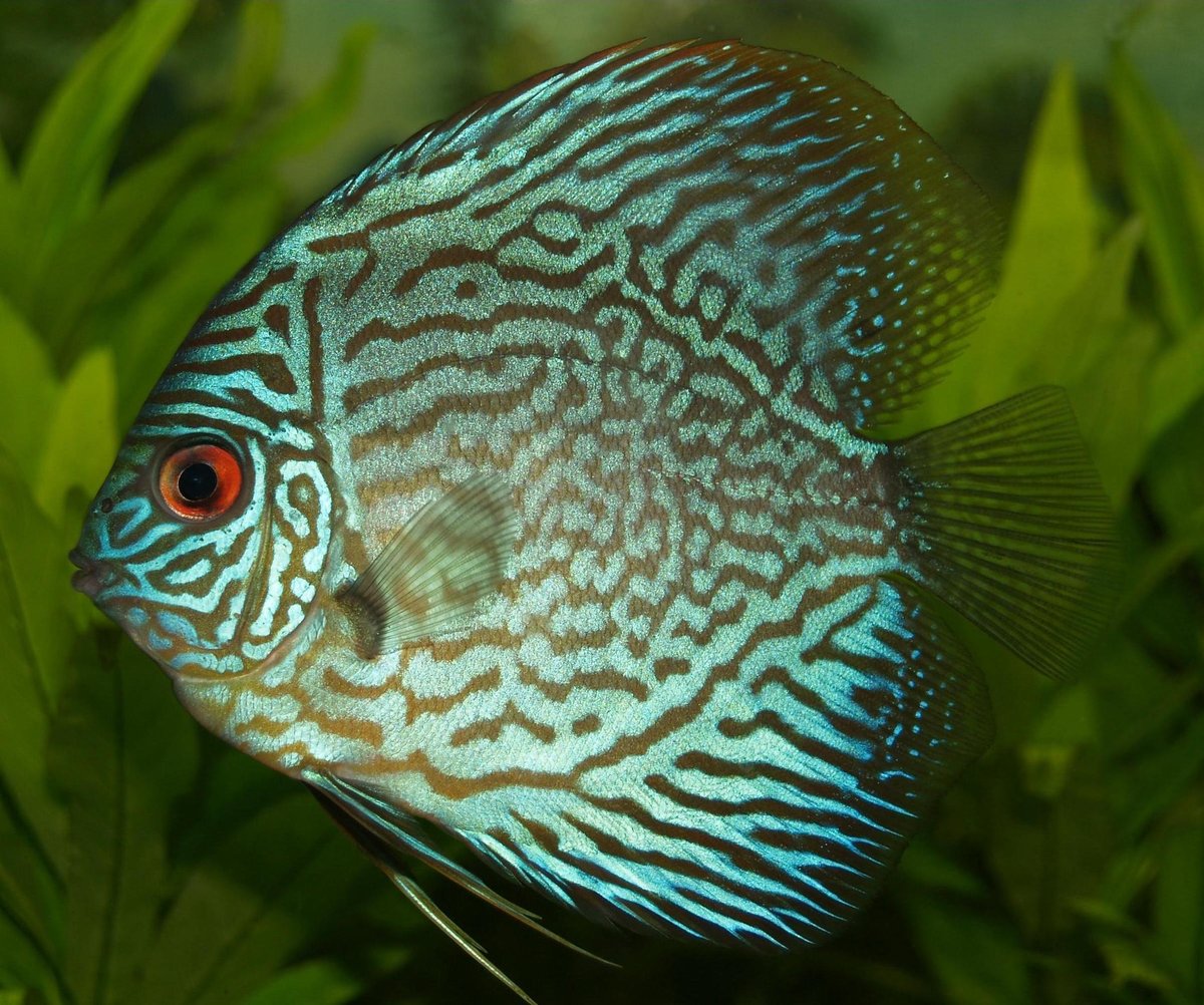 Discus — poisson d'eau douce