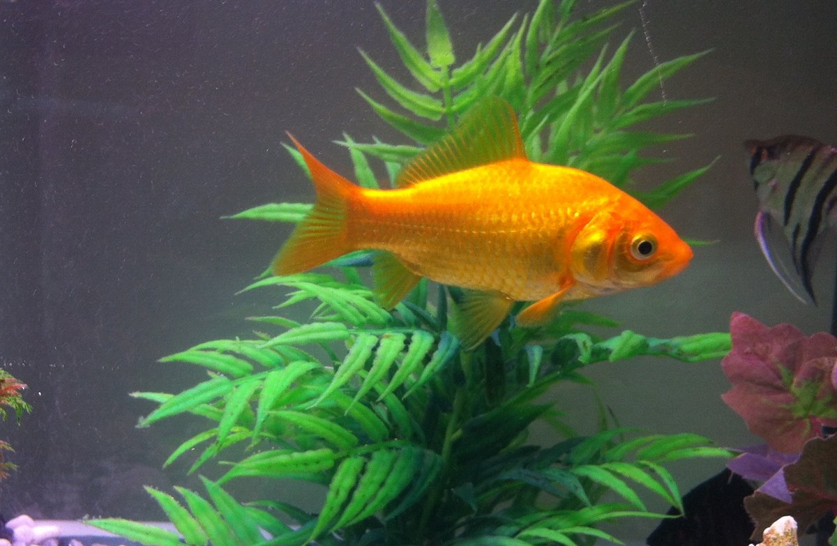 Poisson rouge — poisson d'eau douce
