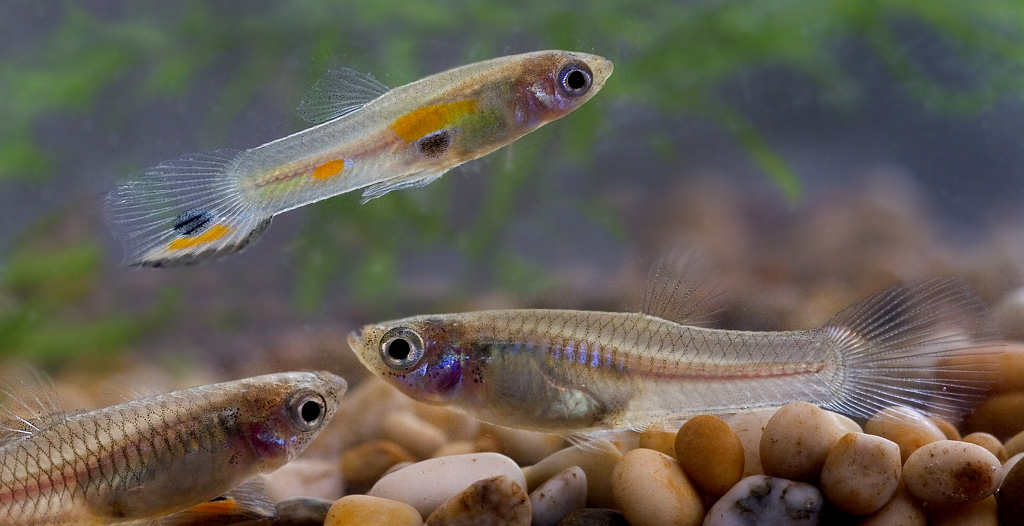 Les meilleurs poissons d'eau douce pour débuter