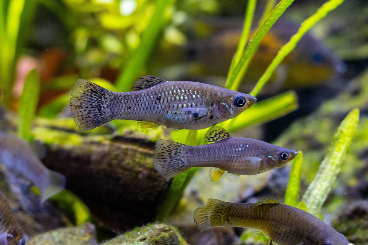 Molly — poisson d'eau douce