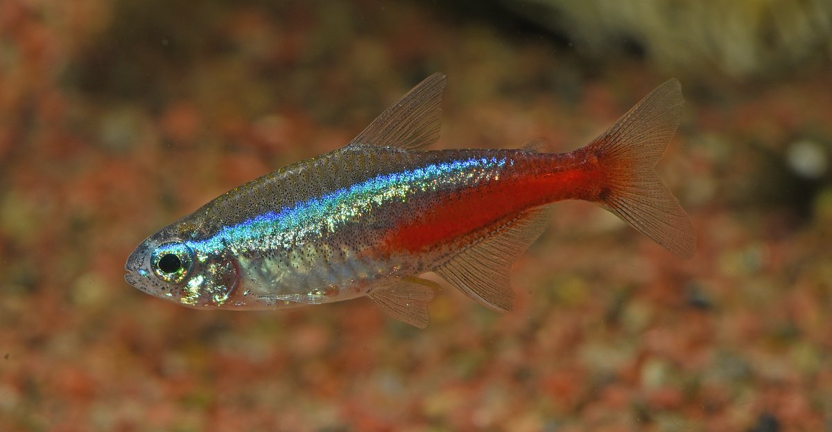 Néon tetra — poisson d'eau douce