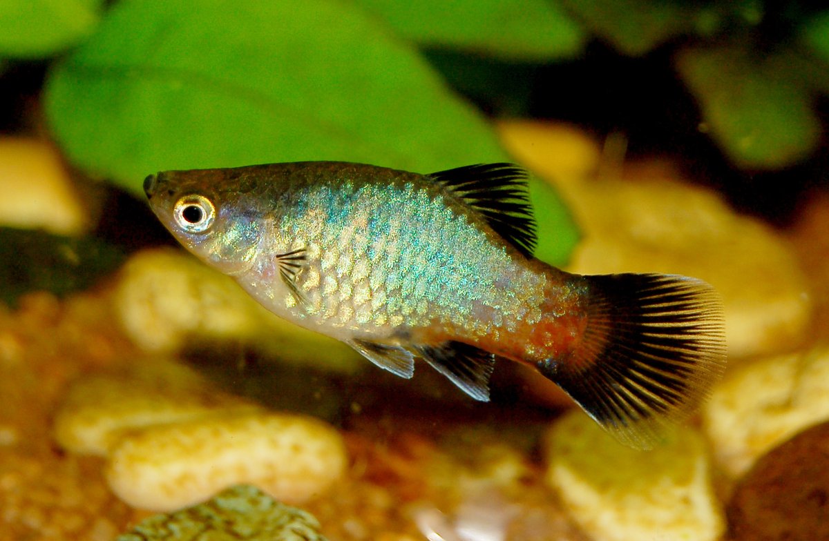 Platy — poisson d'eau douce
