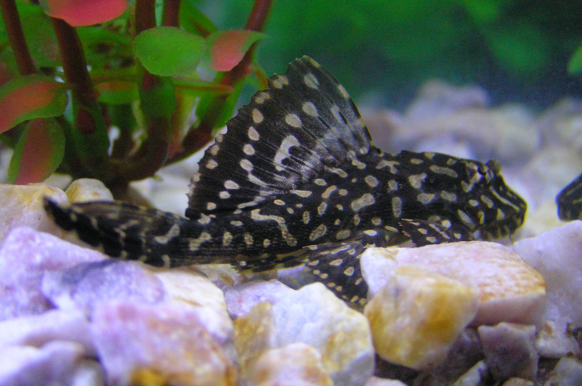 Pleco / Ventouse — poisson d'eau douce